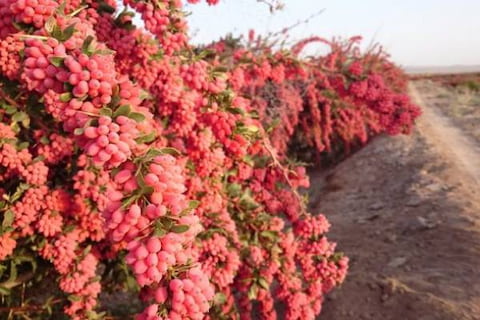 تصویر 2 از قیمت زرشک کوهی لرستان با کیفیت ارزان + خرید عمده